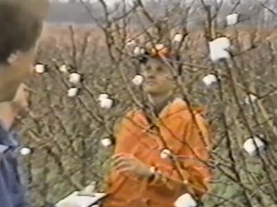 Marshmellow Harvest in North Carolina